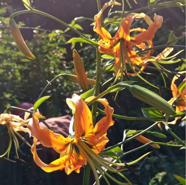 Лилия Росторна (Lilium rosthornii)