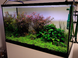 Macro and Micro Nutrients of Aquascape Aquarium Plants