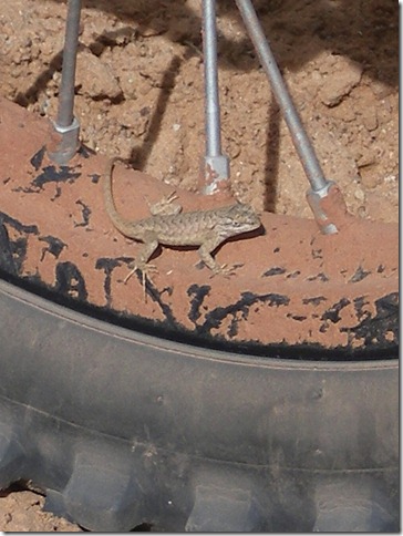 Lizards like motorcycles