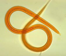 Phylum Nematoda