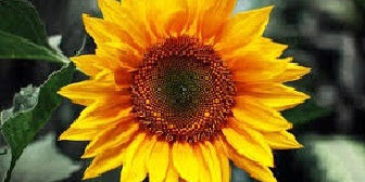 16 Manfaat Bunga Matahari Untuk Kesehatan dan Pengobatan Lengkap dengan Ramuannya