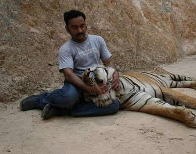 Tiger Temple in Thailand