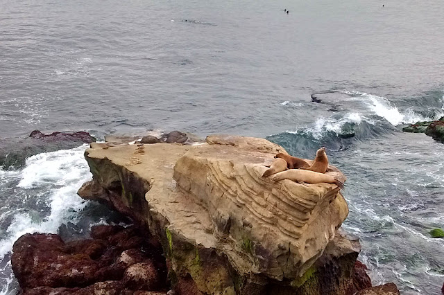 Sea Lions playing King of the Hill.