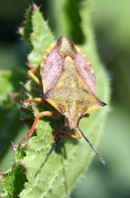- Beemdkroonschildwants - Carpocoris fuscispinus