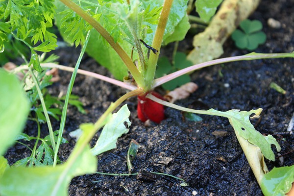 red radish