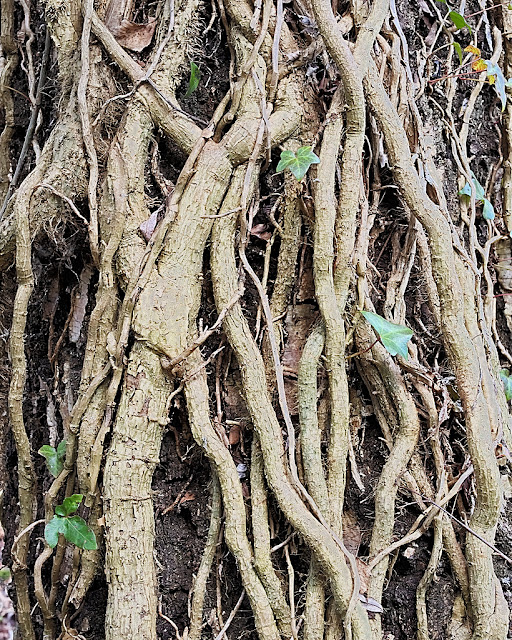 Tree trunk completely covered with thick ivy tendrils