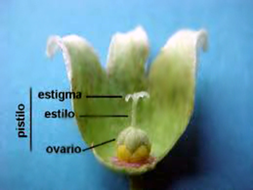 Flor femenina. El gineceo también denominado pistilo es la parte central de la flor femenina o hermafrodita y se divide en estigma, estilo y ovario.