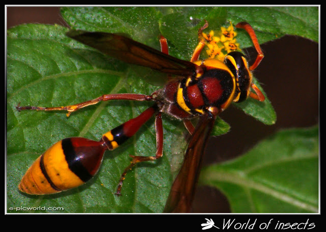 wasp picture