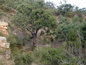 Senderismo Alfondeguilla - Castillo de Castro - Nevera - Bco Alfondegiulla