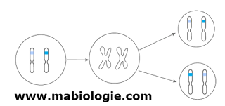 division cellulaire