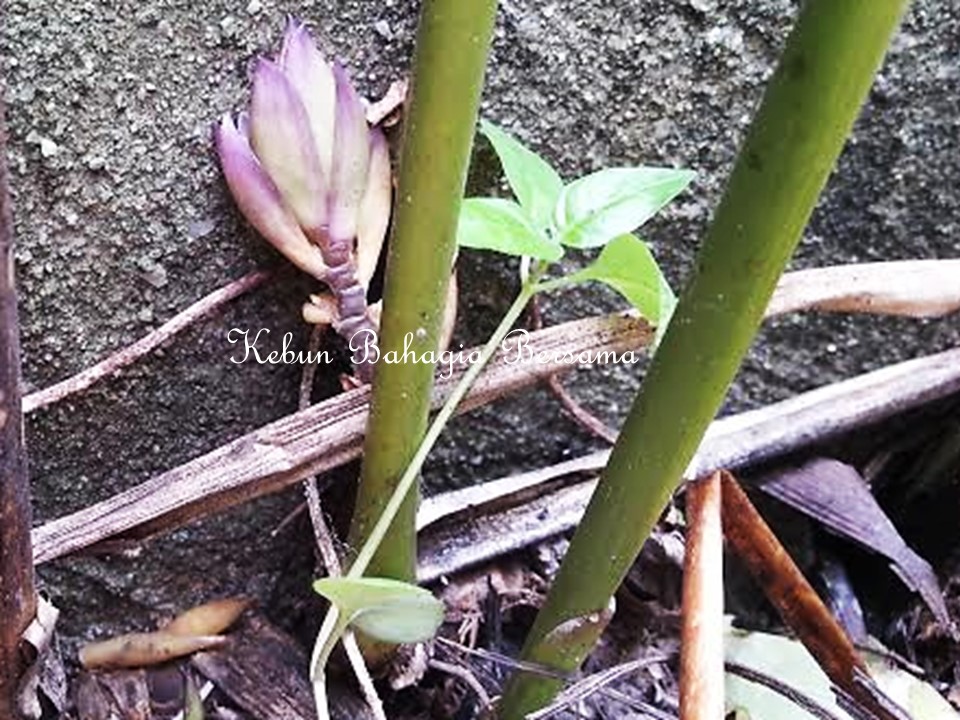 Kebun Bahagia Bersama: Kelupis