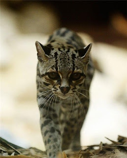 Margay Tiger Cat