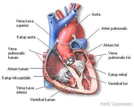 anatomi jantung manusia