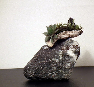Oyster shell with accent plants on calcite rock