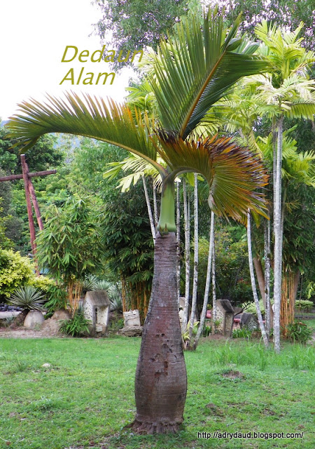 Dedaun Alam Hyophorbe Lagenicaulis Bottle Palm