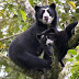 Investigan ataque de perros a oso de anteojos en Tolima.
