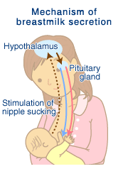 [Breastfeeding Basics] Bagaimana Susu Ibu Terhasil?