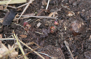 Rhubarb waking up