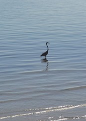 Blue Heron at low tide