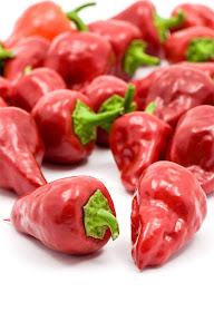 Habanero Maya red close up on front