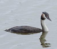 Somormujo lavanco (podiceps cristatus)