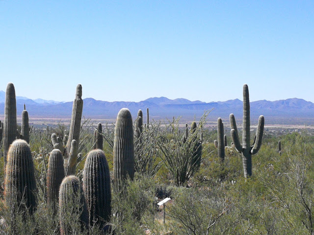 parco dei cactus saguaro arizona