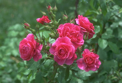 Rose Flower's Very Beautiful Image Rose Flower's Picture