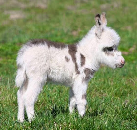 Funny animals of the week - 28 March 2014 (40 pics), cute little donkey
