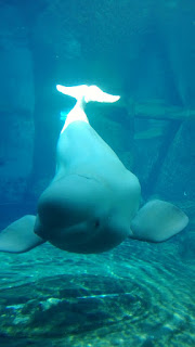   beluga wal, beluga whale facts, beluga whale species, beluga whale size, beluga whales, beluga whale predators, where do beluga whales live, beluga whale habitat, beluga whale scientific name