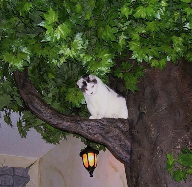  Cat Climbing Trees