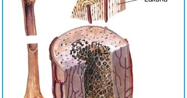  Struktur  dan Fungsi Jaringan  Tulang Keras pada Hewan 