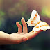 Dreamy Butterfly HD Wallpaper