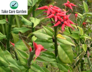 Pedilanthus tithymaloides: Devil's Backbone Plant Care Guide
