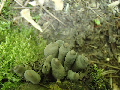 próchnilec maczugowaty Xylaria polymorpha