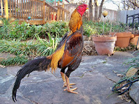 Kelebihan dan Kekurangan Ayam Aduan Brasil