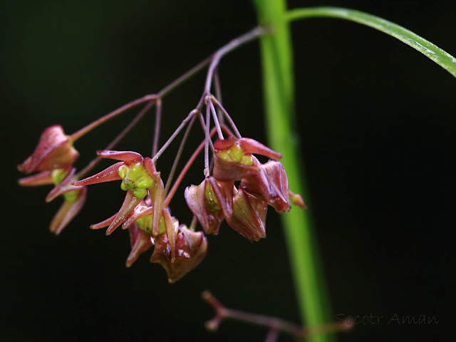 Vincetoxicum pycnostelma