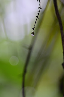 closeup of plant stem with dew drop and bokeh