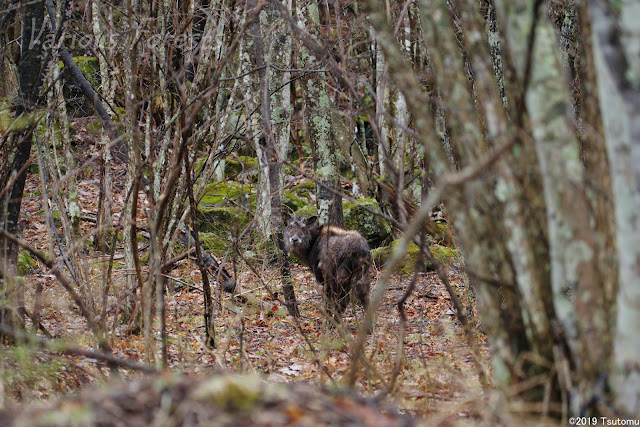 japanese serow