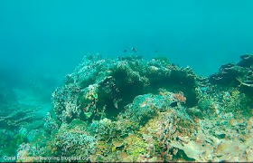 Snorkeling tour in West Papua of Indonesia with Charles Roring