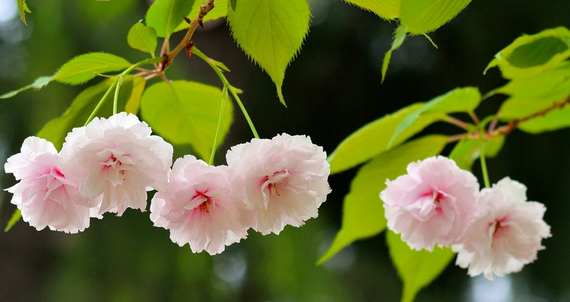 Yaezakura (Bunga Sakura Kelopak Ganda)