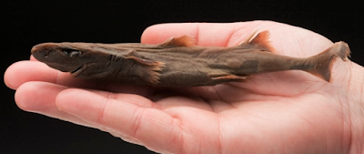 Dwarf Lanternshark-Smallest Shark 