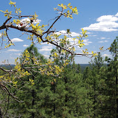 BLUE RIDGE