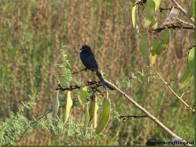 Ashy Drongo Ashy Drongo