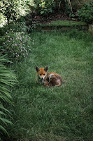 London Foxes - Londra Tilkileri