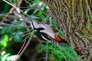 pico-picapinos-dendrocopos-major-ojeando-