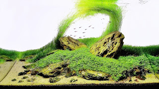 aquascape