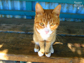 Orange-Eyed Red Mackerel Tabby with White Happy Cat