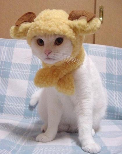 cat in hat hat. cat in hat. cat in hat images.