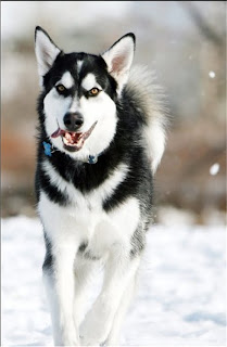 alaskan malamute pets huisdieren animaux de compagnie Haustiere animais Animale de companie animales domesticos husdjur Evcil Hayvan anifeiliaid anwes domace zvali binatang kesayangan augintiniai animali domestici peatai bet kay lemmikit mga alagang hayop domaci zvirata kucni ljubimci animals domestics maskotak binatang peliharaan dog hound canine pooch canis bow-wow despicable fellow qen txakurra it gos pas pes hond koer aso koira chien can hund kutya hundur madra cane canis suns kelb pies perro mbwa kopek ci anjing