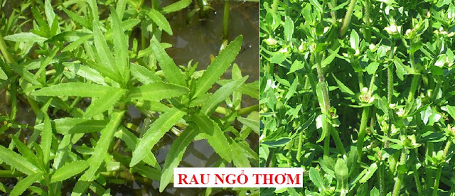 CÂY RAU LÀM THUỐC - RAU NGỔ THƠM - Enydra fluctuans